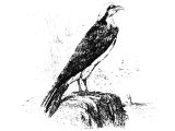 Osprey or Fish-hawk (Pandion haliaetos). Heb. `ZNIaH (Lev.11, Deut.14)